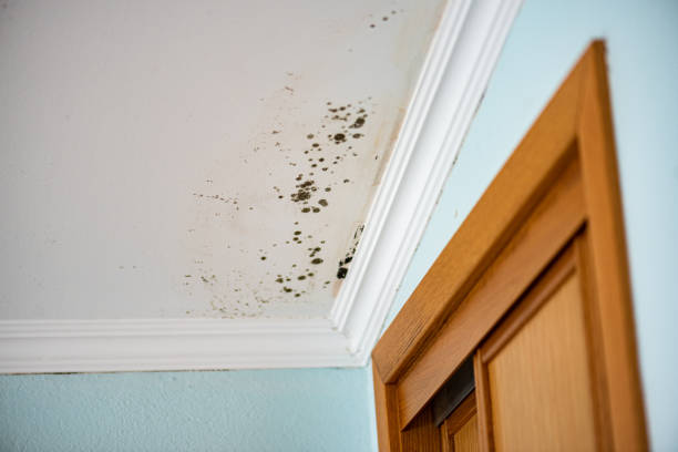 Best Black Mold Remediation in Hot Springs, AR