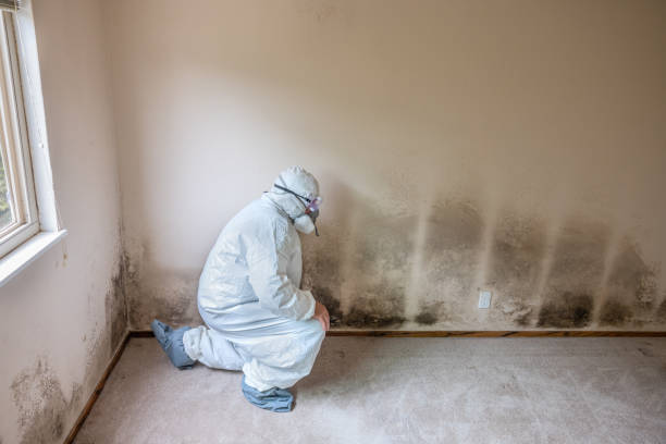 Best Bathroom Mold Remediation in Hot Springs, AR