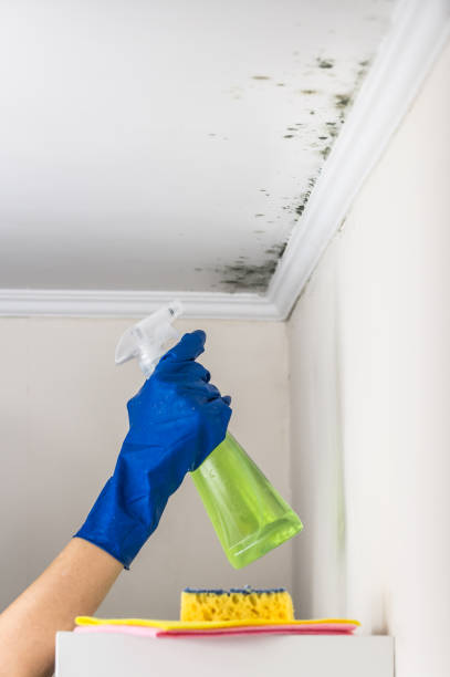 Best Residential Mold Remediation in Hot Springs, AR